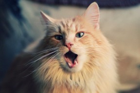 mk官网入口-国际热身赛国足逆袭 球员精神面貌焕然一新，2021国足热身赛