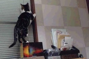 mk体育-男子100自转身速度排名发布，世界男子100米速度排名