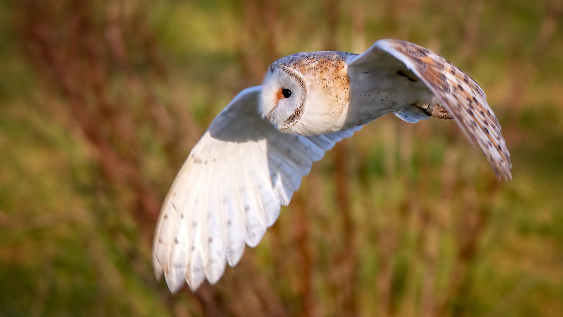 国家女篮在多场比赛中表现稳定保持连胜，女篮国家队最新名单