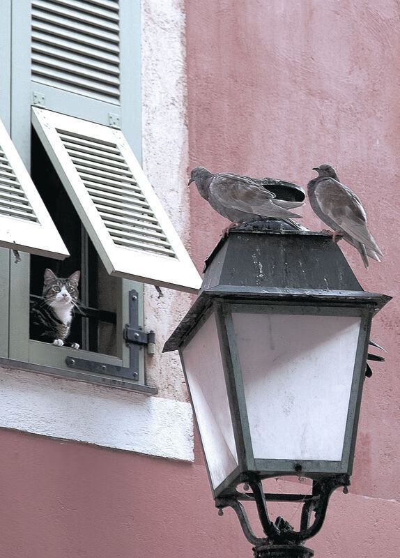 山西龙狮主场氛围火爆成为球队坚强后盾,龙狮运动协会简介